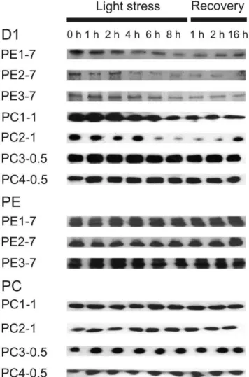 Figure 4. Immunoblot analysis using antibodies against the D1 protein of PSII reaction centre, PE and PC