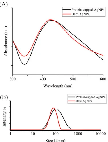 Fig 5. (A) UV visible spectra and (B) particle size distribution of protein-capped and bare silver nanoparticles.
