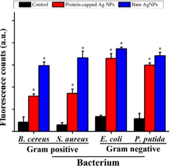 Fig 7. Relative fluorescence intensity (with respect to H 2 O 2 ) showing the cellular ROS formation capability of protein-capped and bare silver nanoparticles as compare to control