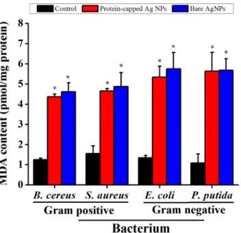 Fig 10. Malondialdehyde (MDA) assay demonstrating the difference in membrane damage capability of protein-capped and bare silver nanoparticles