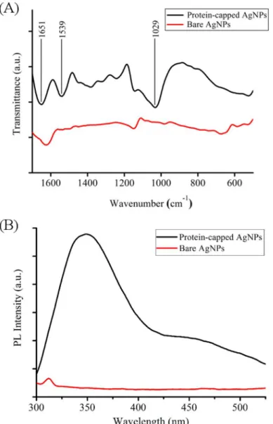 Fig 4. (A) FTIR spectra and (B) Photoluminescence spectra of protein-capped and bare silver nanoparticles.