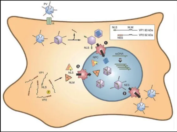 Figura 04: Modelo proposto para a replicação de Parvovírus: Adsorção do capsídeo  viral, desnudamento, transcrição (mRNA), tradução proteínas virais, morfogênese viral  no núcleo e liberação das partículas virais