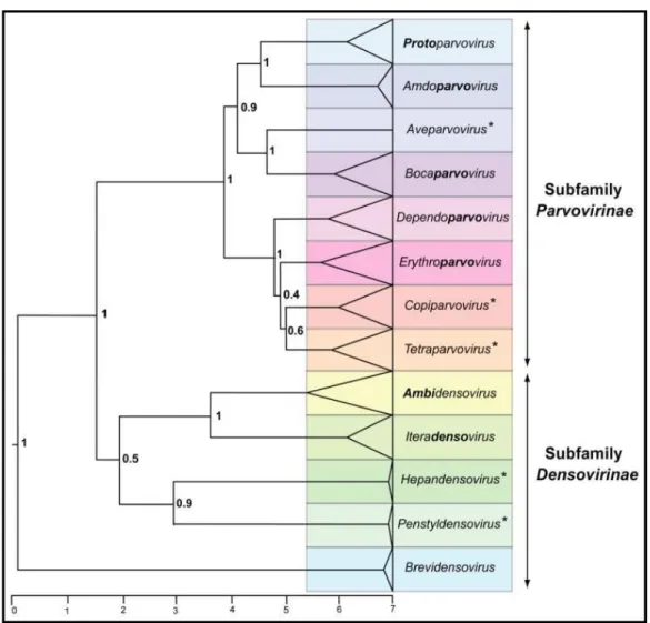 Figura 01: Árvore filogenética mostrando os gêneros da Família Parvoviridae. 