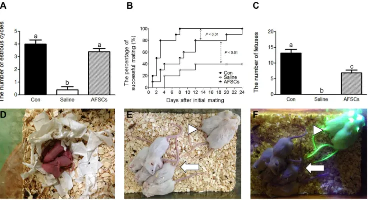 Figure 4. Reproductive function was improved in CTx-mice transplanted with EGFP-AFSCs
