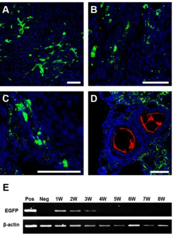 Figure S1 Appearance and histological analyses of ovaries of mice with CTx. (A) The appearance of ovary between non-chemotherapy (CTx)-mouse (Con, left) and  mouse (CTx, right) showed the severely atrophic ovary in  CTx-mice followed by CTx for six weeks