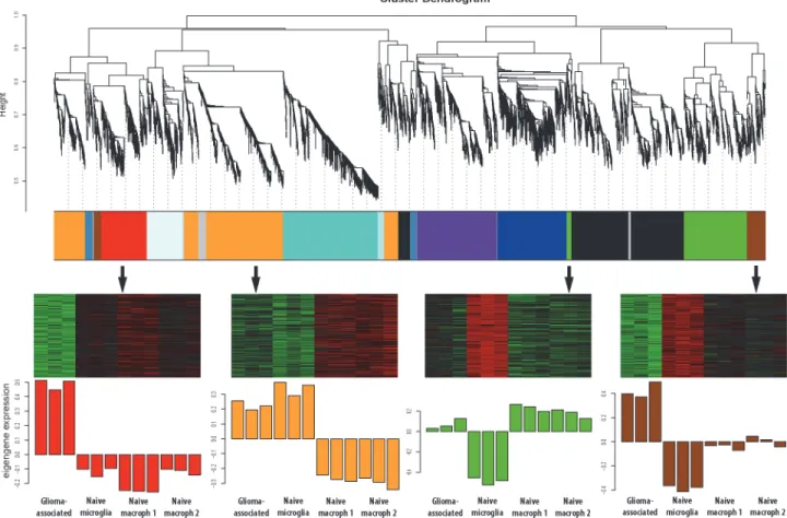 Fig 2. WGCNA gene clustering reveals glioma-regulated gene modules. Each color represents a different module and each module contains genes with similar expression patterns over all four sample sets