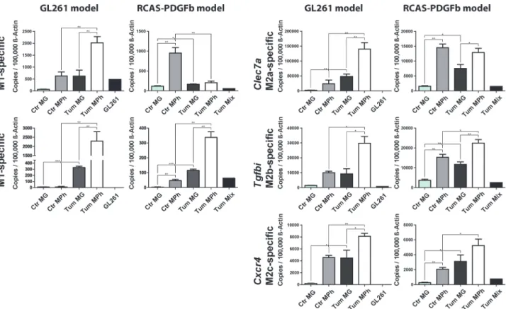 Fig 5. qPCR validation of selected M1 and M2a,b,c-specific genes in murine GAMs. We selected 5 genes that were upregulated in GAMs and specific for either M1 (Il1rn and Isg20), M2a (Clec7a), M2b (Tgfbi), or M2c polarization (Cxcr4) and investigated the exp