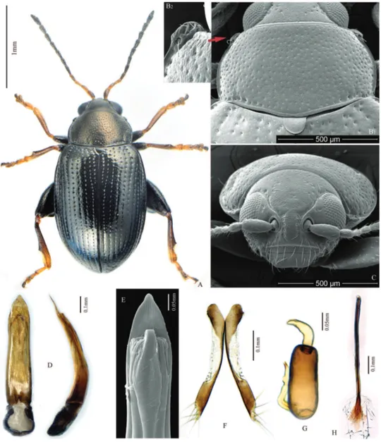 Figure 3. Chaetocnema salixis. A Male habitus B1  Prothorax, dorsal view B2  frontolateral angle of pro- pro-notum C Head, frontal view D Adeagus, ventral and lateral view E Apical part of Adeagus, dorsal view  F Vaginal palpus G Spermatheca H Tignum.
