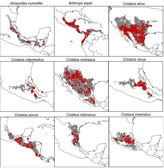 Figure 2. Occurrences and potential distributions of the vipers commonly distributed in Veracruz, Mexico.