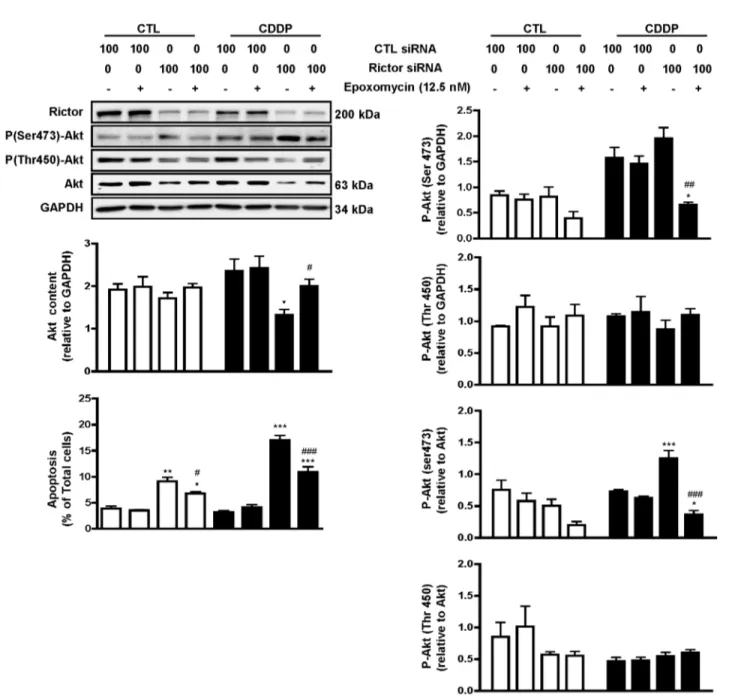 Figure  6.    Rictor  down-regulation  sensitizes  chemoresistant  OVCA  cells  to  CDDP-induced  apoptosis  by  facilitating  Akt proteasomal  degradation