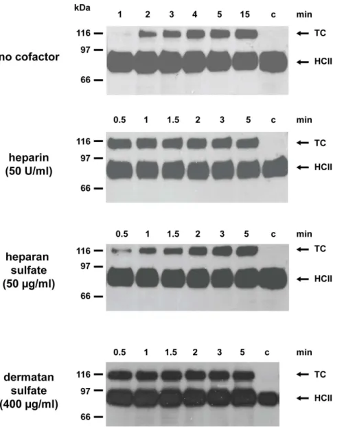Figure 3. Formation of SDS-stable complexes following exposure of FXa to Lfl_SpnV4_1. Refolded Lfl_SpnV4_1 was incubated for 60 min in the absence (lane 1) or for 1, 2, 3, 4 or 5 min in the presence of human FXa (lanes 2 to 5)