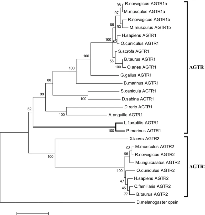 Figure 5. Phylogenetic analysis of AGTR proteins. Sequence relationships were inferred using the Neighbor-Joining method