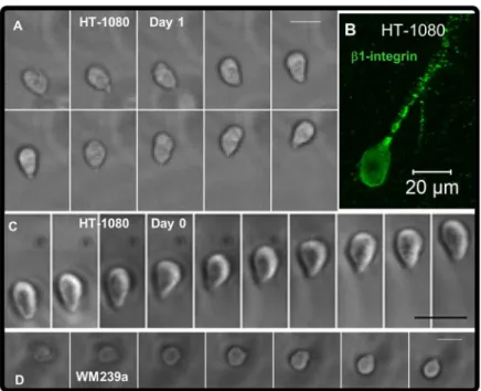 Figure 6.  Rounded proteolytic migration modes for tumor cells in synthetic ECM.  Rounded tumor cells migrating in synthetic ECM  (220  Pa,  1000  μM  CRGDS):  (A)  Time-lapse  images  (15  min  /  frame;  See  also  Movie  S11)  for  a  rounded  HT-1080  