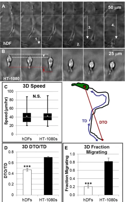 Figure  3.    Qualitative  and  quantitative  migration  for  HT-1080s  and  hDFs.    Time-lapse  images  (10  min./frame)  illustrating migration for (A) an hDF and (B) an HT-1080 in synthetic ECM (220 Pa, 1000 μM CRGDS)