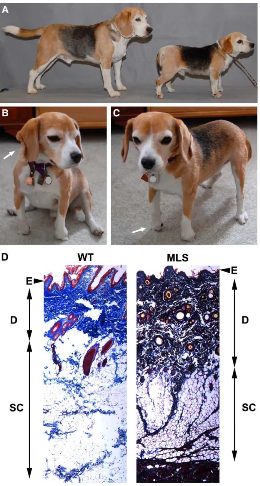 Figure 1. Phenotypic presentation of MLS in Beagle dogs. (A) Non-affected (left) and affected (right) Beagles matched by age, sex, and variety.