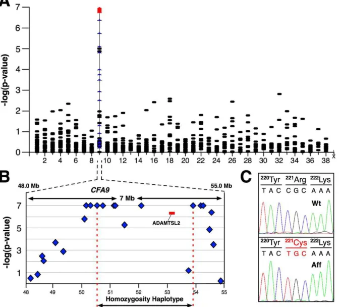 Figure 2. MLS is caused by an ADAMTSL2 mutation. (A) Statistical significance scores from genome-wide case-control analysis of microsatellite- microsatellite-based genotype data are shown