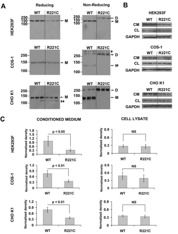 Figure 3. The R221C mutation leads to aberrant ADAMTSL2 dimerization and reduced protein levels