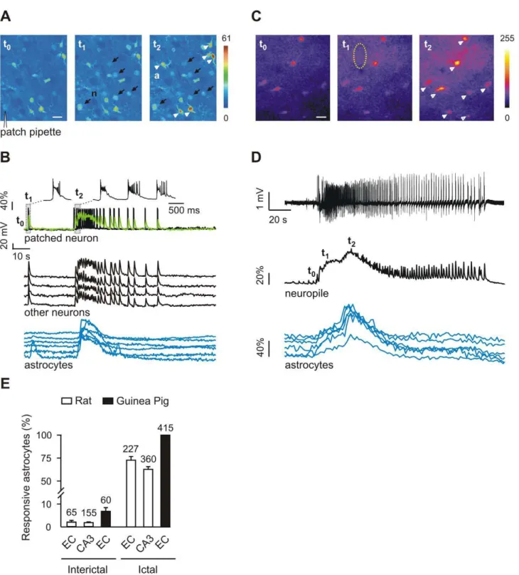 Figure 1. The large majority of astrocytes respond with a Ca 2+ elevation to ictal, but not interictal, discharges