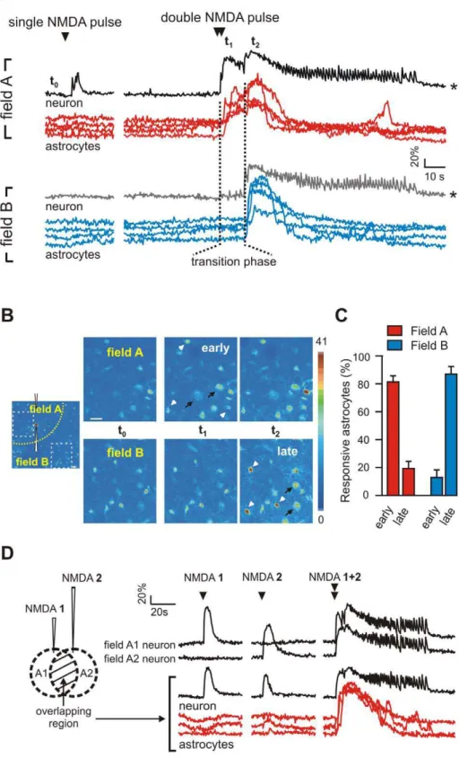 Figure 5. The ictal discharge generation is accompanied by Ca 2+ elevations in astrocytes