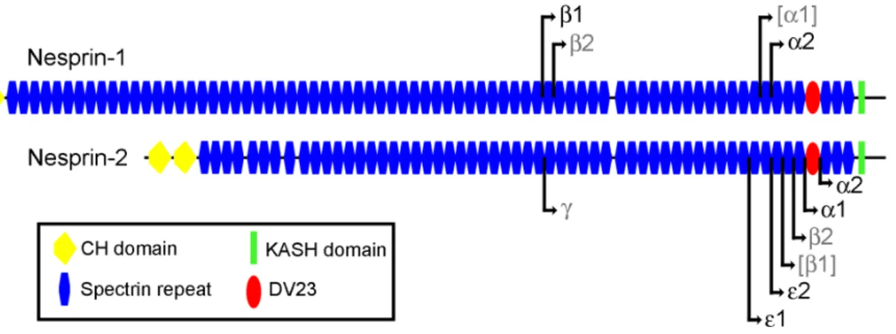 Figure 1. Short forms of nesprin-1 and nesprin-2. Pictorial representation of nesprin-1-giant and nesprin-2-giant with the N-terminal start points of the smaller isoforms indicated by black lines and arrows