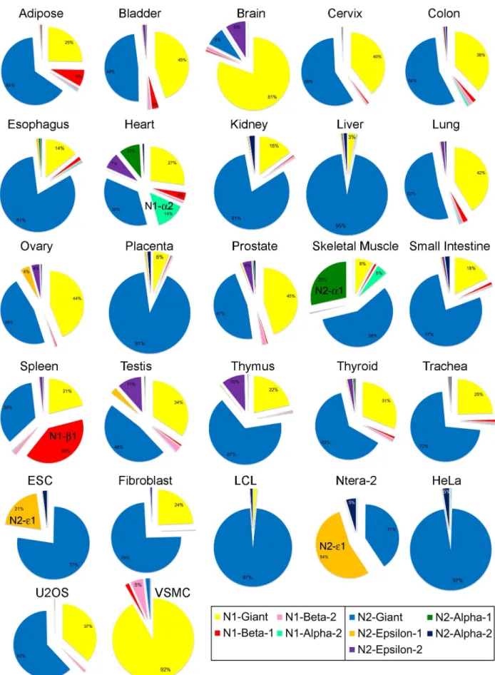 Figure 4. Relative abundance of nesprin isoform mRNAs in human tissues and cell lines