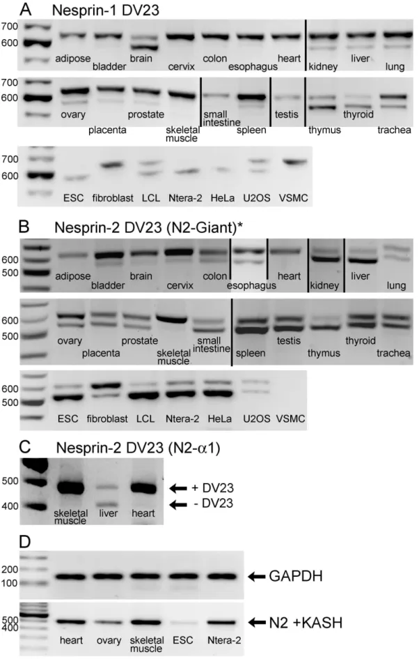 Figure 7. Tissue-dependent alternative splicing of the highly conserved DV23 exon of nesprin-1 and nesprin-2 and the KASH domain of nesprin-2