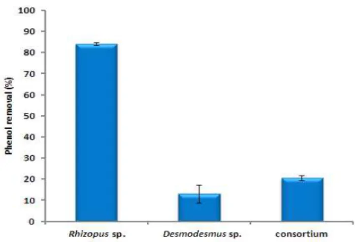 Fig. 7. Phenol removal percentage using consortium  compared with monoculture of Rhizopus sp., and monoculture 