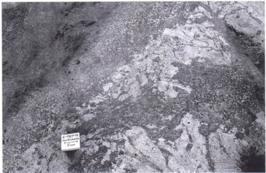 Fig. 12. Mobile, brecciated replacement contact of coarse-grained kyanite rock and tonalite at Levävaara