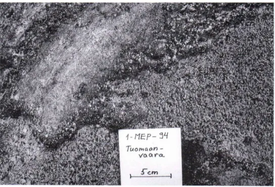 Fig. 16. Cordierite-rich patch, surrounded by chlorite-rich zone, has grown isovolumetrically on foliated and  folded Archaean structure of gneissic tonalite at Tuomaanvaara