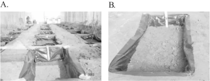 Figura 1. Construção das parcelas experimentais isoladas, utilizando-se divisões subterrâneas, com filme de polietileno (A) e detalhe da construção de uma parcela experimental (B) A cultura utilizada foi o melão rendilhado (Cucumis melo L.), cultivar Bônus