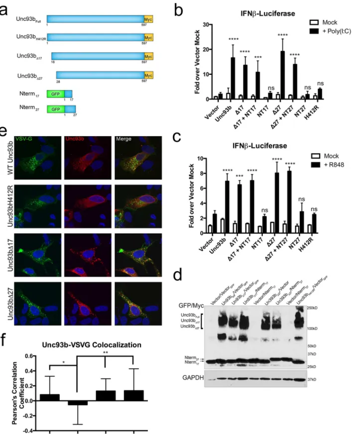 Fig 4. Unc93b cleavage does not affect TLR signaling or secretory pathway trafficking