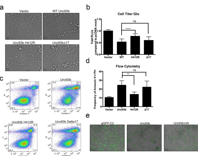 Fig 5. Unc93b cleavage does not affect its induction of cell death. (a-d) 293T cells were transfected with the indicated Unc93b construct containing a C- C-terminal Myc tag