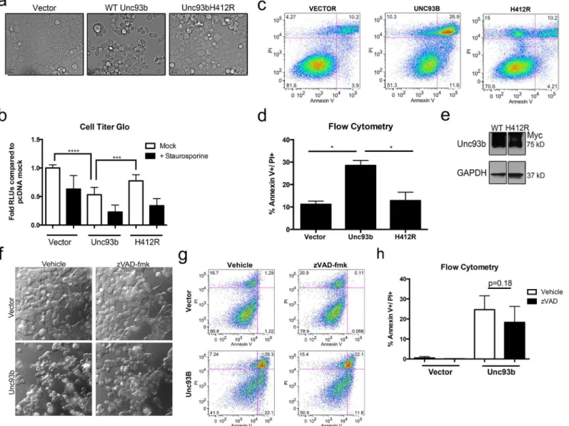 Fig 1. Unc93b expression induces apoptotic cell death. (a-h) 293T cells were transfected with WT or H412R Unc93b containing a C-terminal Myc tag (a) 48 hours post-transfection, differential interference contrast (DIC) images were obtained from live cells