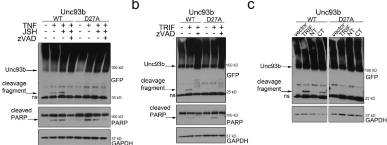 Fig 2. Unc93b is cleaved by caspases during apoptosis. (a) 293T cells were transfected with the indicated EGFP-fused Unc93b construct and 48 hours post-transfection, cells were treated with TNFα, JSH-23, and Z-VAD-FMK (or mock control) for 18 hours