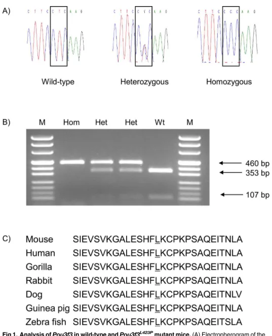 Fig 1. Analysis of Pou3f3 in wild-type and Pou3f3 L423P mutant mice. (A) Electropherogram of the Pou3f3 L423P mutation