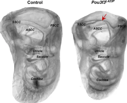 Fig 3. Morphological analysis of the inner ears of line Pou3f3 L423P . Morphological analysis of the inner ears using the whole mount clearing method showed abnormal superior semi-circular canal formation in the homozygous mutants of line Pou3f3 L423P 