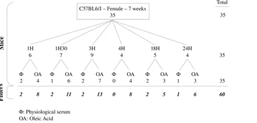 Figure 7. Experimental design of the experiment. We studied 35 mice C57BL6/J, female, 7 weeks old