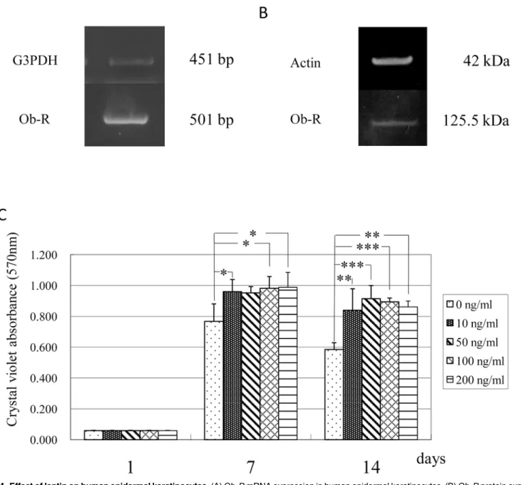 Fig 4. Effect of leptin on human epidermal keratinocytes. (A) Ob-R mRNA expression in human epidermal keratinocytes