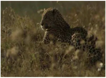 Fig 1: Snapshot generated from the input video clip. 