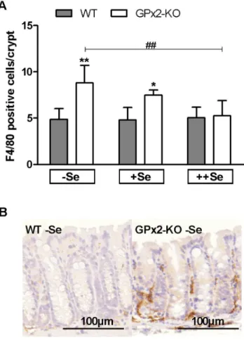 Figure S1 GPx2 and p53 response to AOM 8 h after single treatment. (A) GPx2 IHC staining was scored in the colon of WT mice fed the different selenium diets (nd = not detectable)