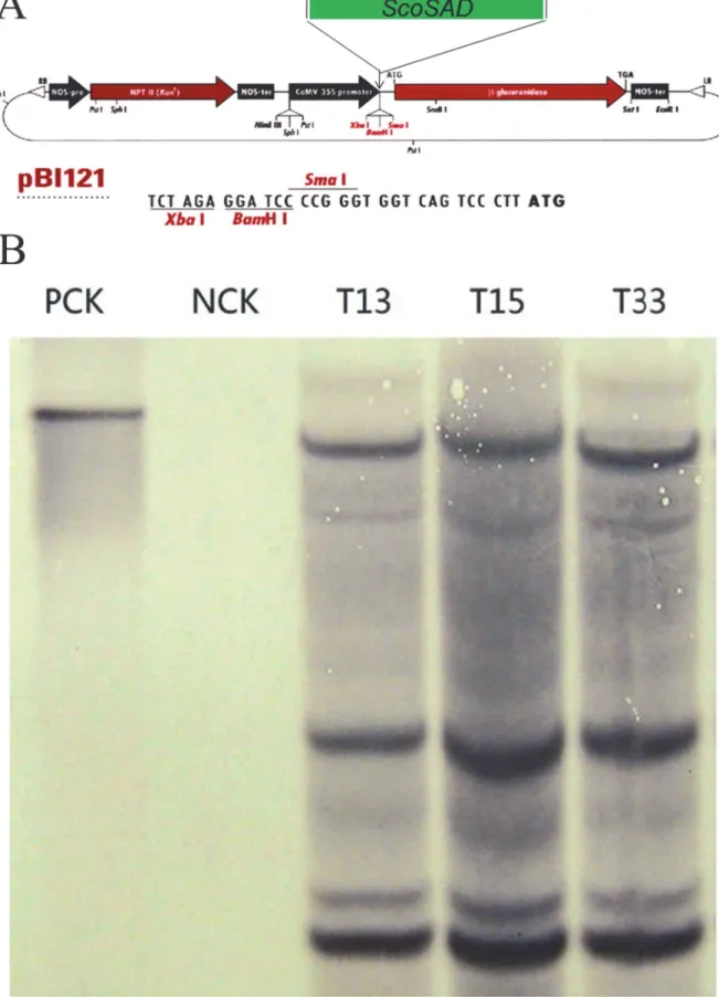Fig 4. The pBI121 binary vector (A) and Southern blots of transgenic plants harboring the stearoyl-acyl carrier protein desaturase gene from S.