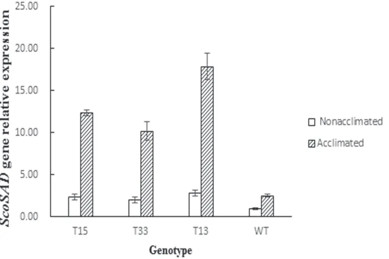 Fig 5. Expression of the stearoyl-acyl carrier protein desaturase (SAD) gene in four potato genotypes following cold acclimation.