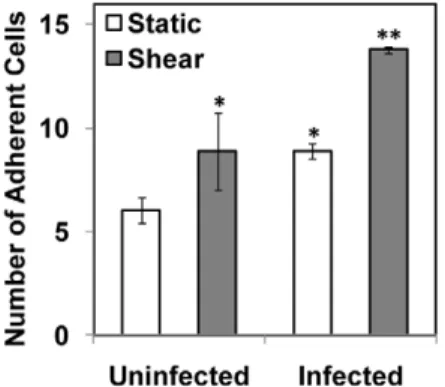 Figure 7. Effect of shear stress on ICAM-1 expression and endothelial adhesion of infected monocytes