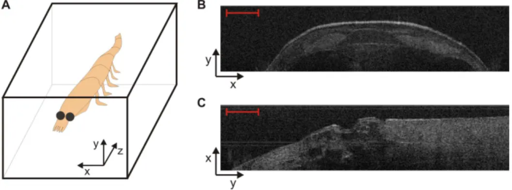 Figure 2. OCT images of krill carapace and pleopod joint. (A) OCT spatial reference frame axes with respect to krill position