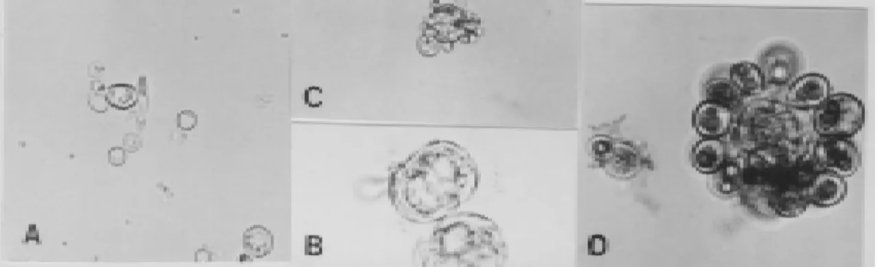Fig. 2 - Diversity of sizes exhibited by P. brasiliensis C25 isolate in yeast-like form evaluated before and after animal passage (400x): a) Small cells ≤ 4µm, before animal passage; b) Large cells (≅ 25 µm) after animal passage; c) Medium cells from 13 to