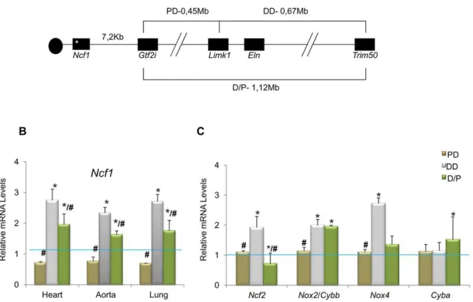 Figure 1. Genotypes of the different mouse models and relative transcript levels of oxidative stress genes