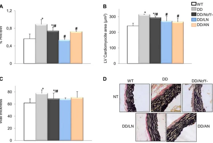 Figure 5. Histopathological analyses of hearts and aortic walls. (A) Treatments with both losartan and apocynin effectively contributed to a normal heart weight relative to body weight, in DD mice