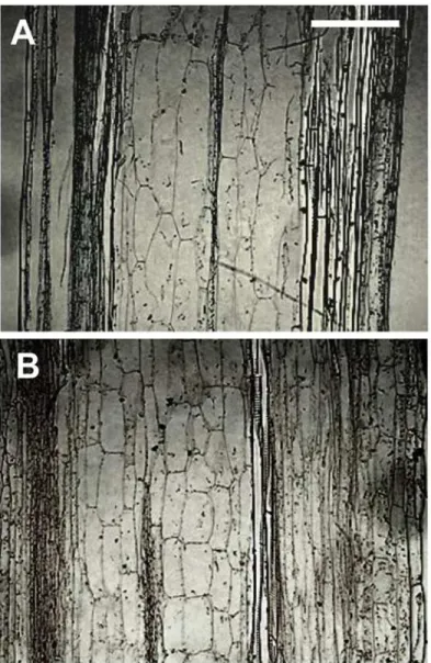 Fig 6. Longitudinal sections of YCZ-18 treated and untreated plant tissues. Stem from a seven-week-old control plant grown under hydroponic conditions