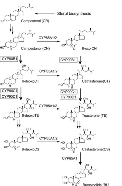 Fig 1. Outline of the BR biosynthetic pathway and P450.