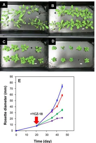 Fig 4. Effect of YCA-18 on the hydroponic growth of Arabidopsis. Arabidopsis plants grown under hydroponic conditions with or without YCZ-18 treatment were treated as indicated in the methods section.